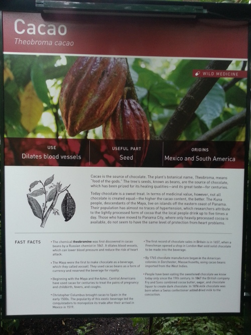 The cacao plant is used in many food products