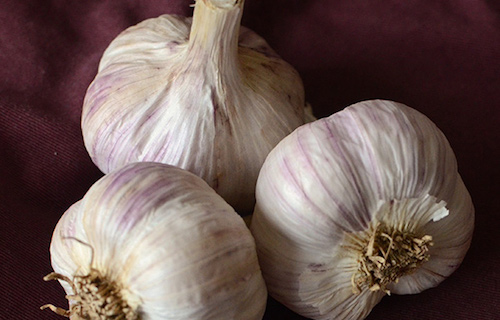 Golden Harvest Garlic