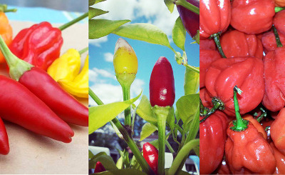 Backyard peppers used by Outer Limits Hot Sauce